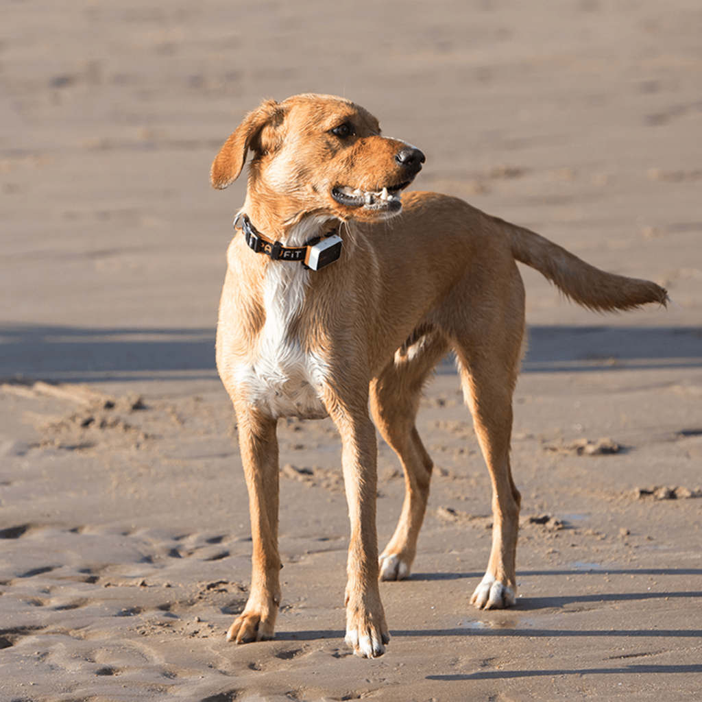 Pawfit3 GPS lokator za pratnju ljubimca