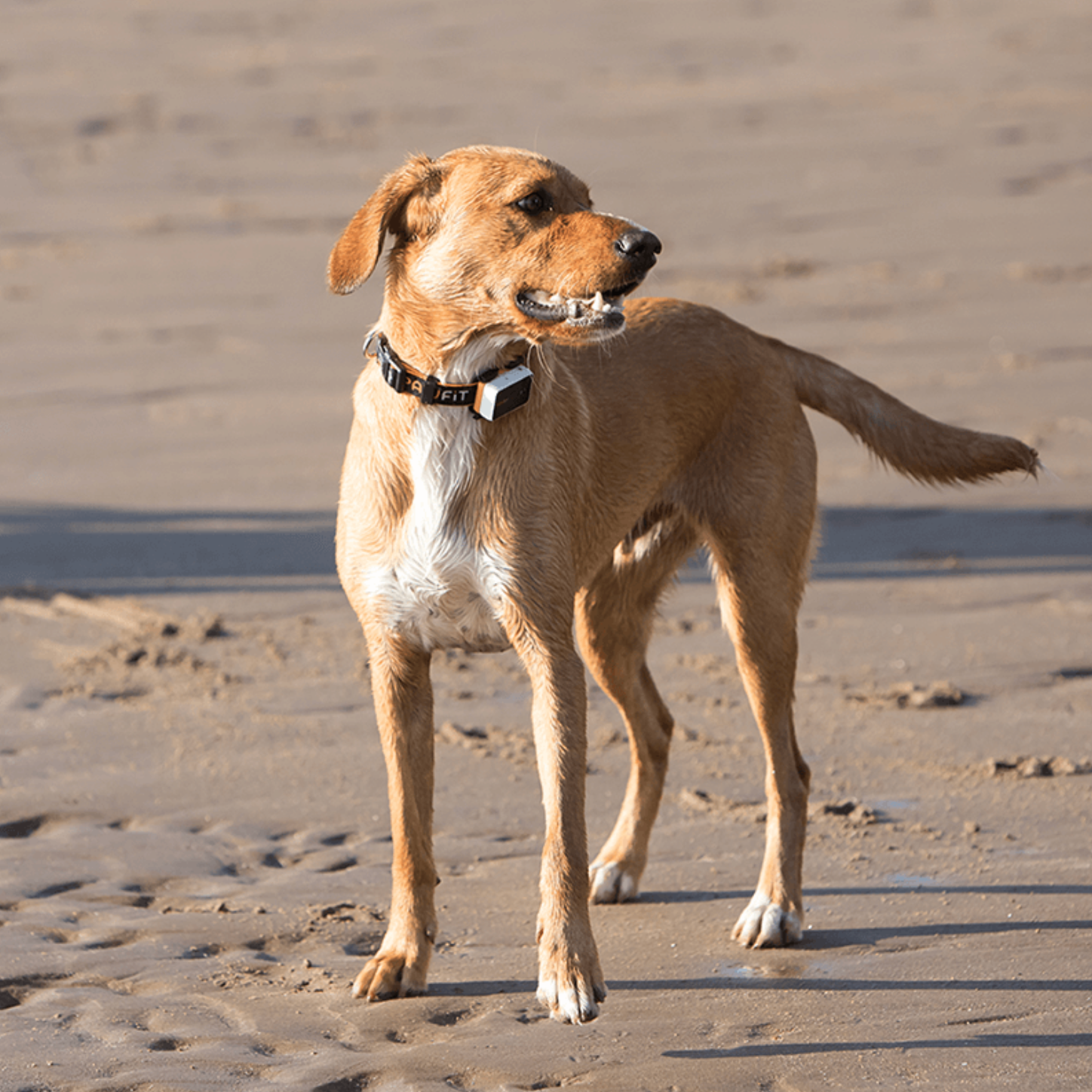 Pawfit3 GPS lokator za pratnju ljubimca